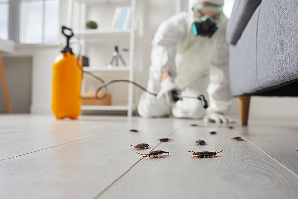 Trusted Termite Control service in District Heights, MD - Nex Pest Control